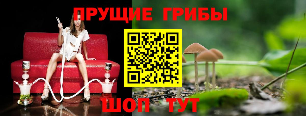 Псилоцибиновые грибы Psilocybine cubensis  Псилоцибиновые грибы GOLDEN TEACHER  Вход с VPN  Королёв 